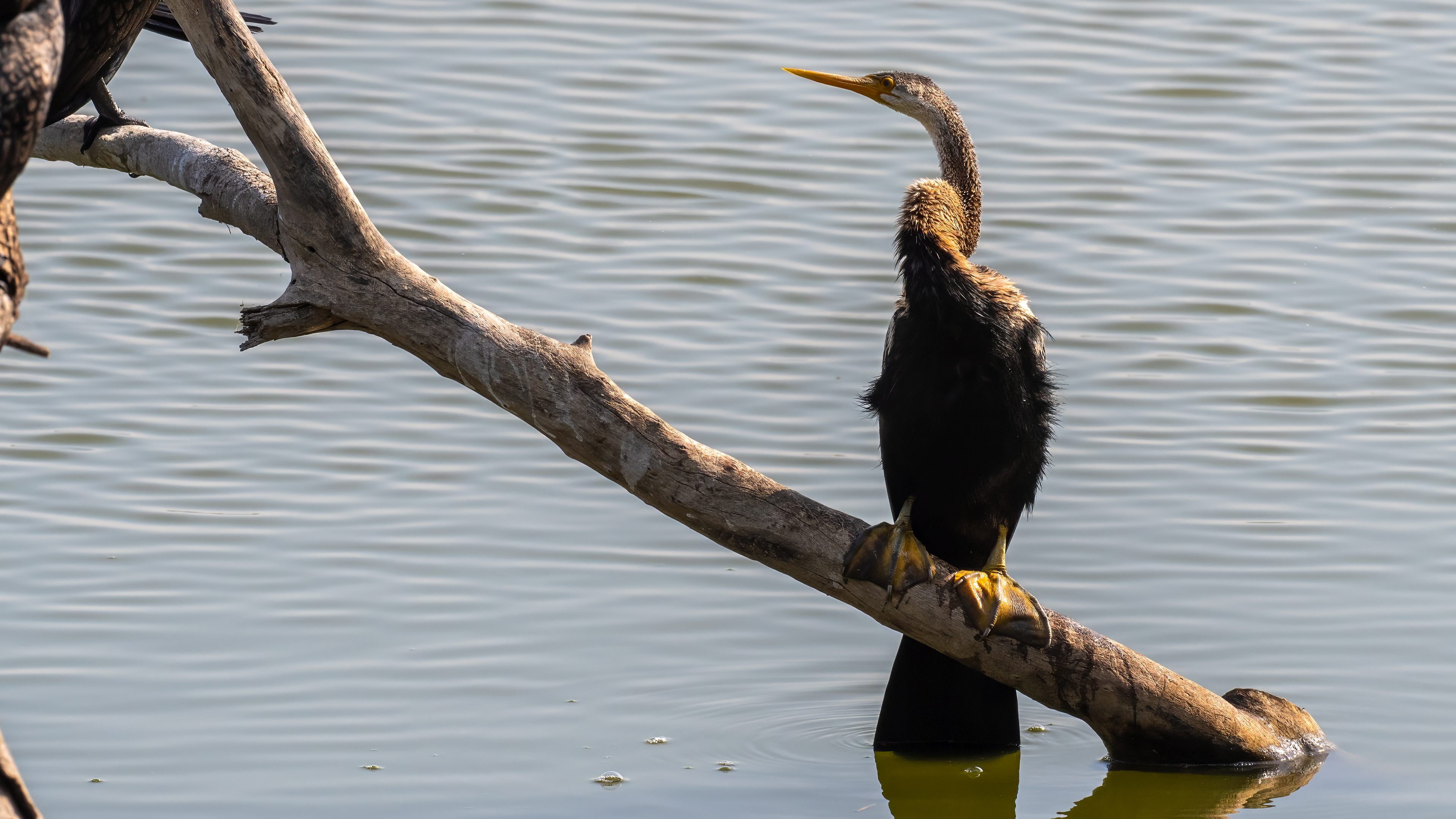 Oriental Darter